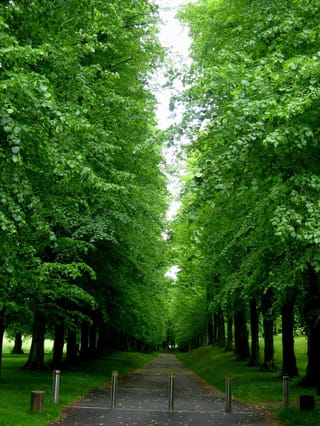 Avenue of mature Tilia x europaea (Common Linden) trees with dense green summer foliage arching over a paved path with metal bollards and grassy verges.