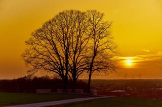 Tilia x europaea (Common Linden) trees, bare and silhouetted against an orange sunset sky, with a country road, fields and distant wind turbines.