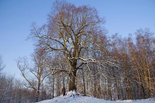 Bare Tilia x europaea (Common Linden) in winter, with a broad branching crown and snow on its limbs, a person standing at its base.