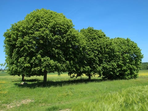 Tilia x europaea