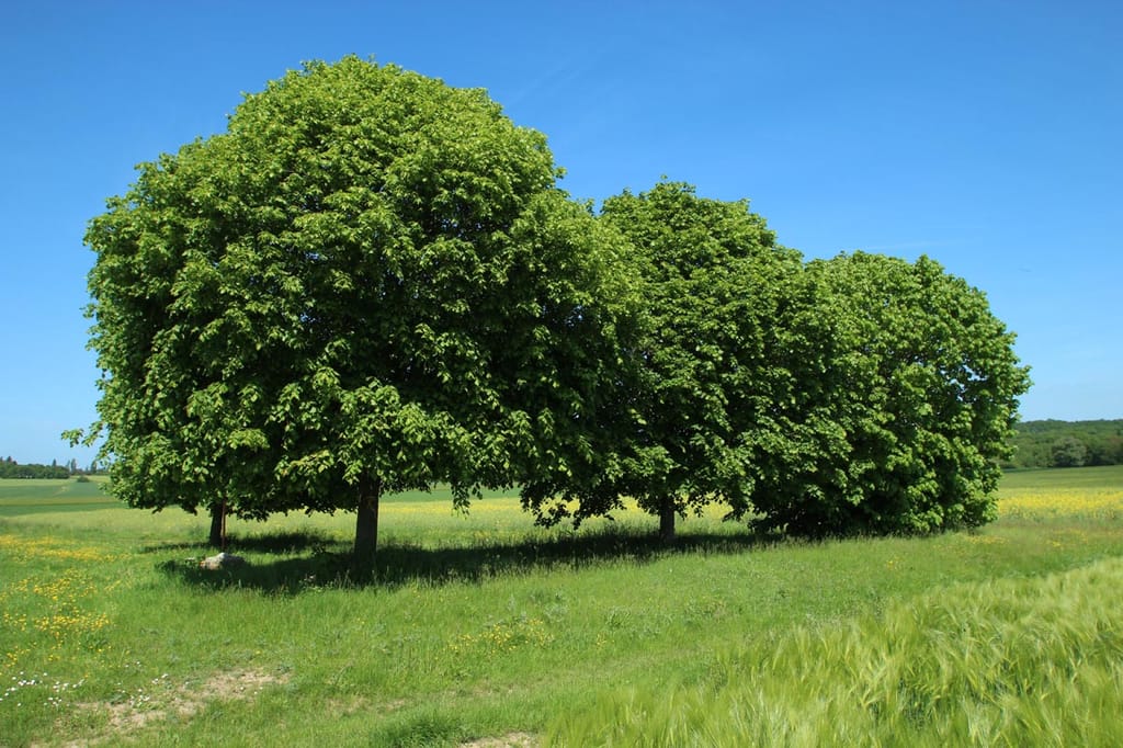 Tilia x europaea (Common Linden) trees with dense, rounded green canopies standing in a grassy meadow with yellow wildflowers under a clear blue sky.