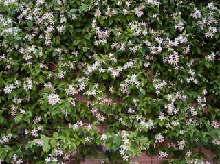 Trachelospermum jasminoides (star jasmine) climbing a brick wall, covered in clusters of small white star-shaped flowers among glossy green leaves.