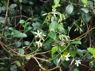 Trachelospermum jasminoides (star jasmine) vine with glossy dark green leaves, slender twining stems and clusters of small white star-shaped flowers and buds.
