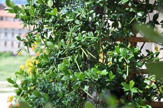 Trachelospermum jasminoides (star jasmine) climbing a wooden trellis, with glossy green leaves and long slender green pods hanging among the stems.
