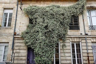 Trachelospermum jasminoides (star jasmine) covering a stone building facade in dense white flowers and green foliage, climbing past windows and a purple door.