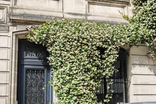 Trachelospermum jasminoides (star jasmine) covered in white star-shaped flowers, climbing over a stone building facade beside a dark ornate door and window.