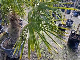Trachycarpus fortunei (Chinese Windmill Palm) with a fibrous, hairy trunk and broad green fan-shaped fronds, potted in a container at a nursery.