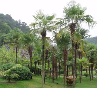 Trachycarpus fortunei (Chinese Windmill Palm) planted in a grove, with slender fibrous trunks and fan-shaped green fronds on a lawn below wooded hills.
