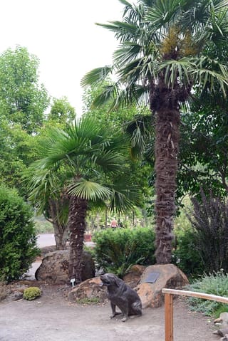 Two Trachycarpus fortunei (Chinese Windmill Palm) with fibrous trunks and fan-shaped fronds, growing among boulders in a garden beside a bronze dog statue.