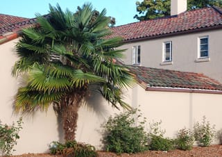 Trachycarpus fortunei (Chinese Windmill Palm) with a fibrous brown trunk and fan-shaped green fronds, growing against a cream wall beside a tiled-roof house.