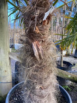Trachycarpus fortunei (Chinese Windmill Palm) trunk covered in coarse brown fibres, growing in a large black container with a timber stake and green fronds behind.