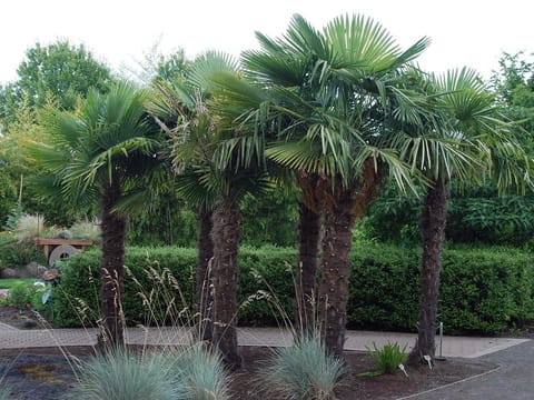Trachycarpus fortunei