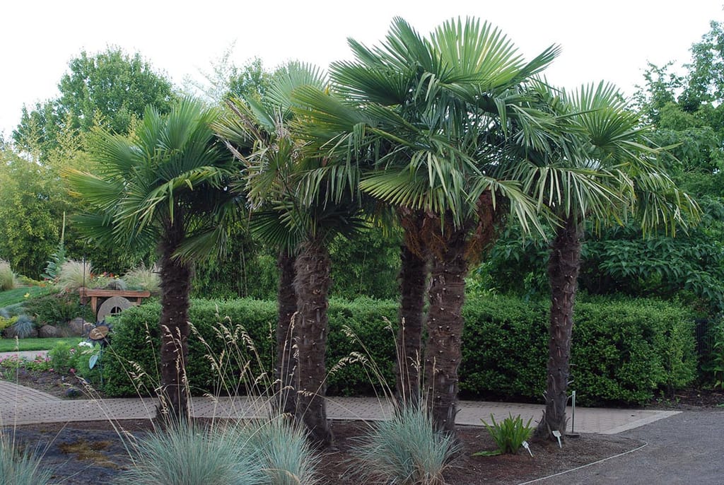 Trachycarpus fortunei (Chinese Windmill Palm), a group of mature palms with fibrous trunks and fan-shaped green fronds in a garden with clipped hedges.