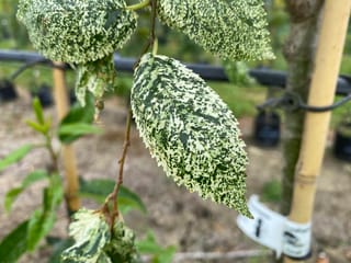 Ulmus carpinifolia 'Variegata' (Field Elm) leaves heavily speckled dark green and creamy white, with toothed edges, on a staked young tree in a nursery.