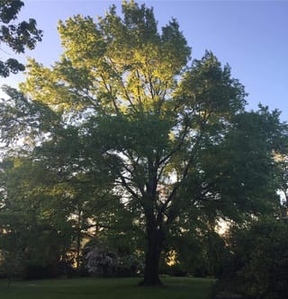 Ulmus carpinifolia 'Variegata' (Field Elm), a large mature tree with a single dark trunk and spreading green canopy, lit by evening sun on a lawn.