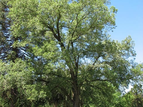 Ulmus carpinifolia 'Variegata'