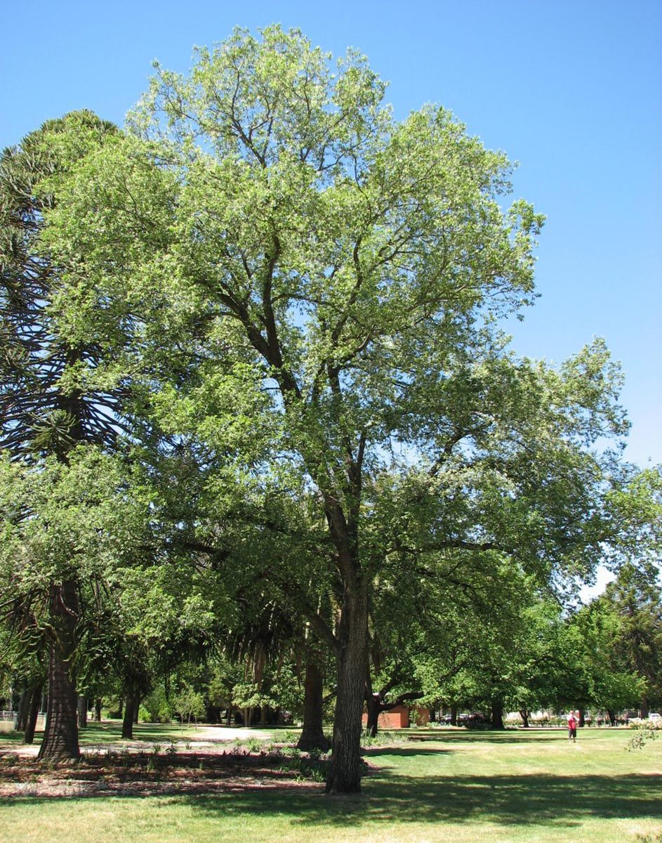 Ulmus carpinifolia 'Variegata' (Field Elm), a mature tree with a single trunk and open, spreading crown of pale green foliage in a sunny park.
