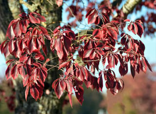 Ulmus 'Frontier' elm branches with deep burgundy-red autumn leaves, finely toothed edges, against a trunk and blue sky.