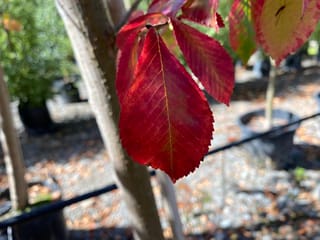 Ulmus 'Frontier' elm with bright red autumn leaves showing finely toothed edges and veins, beside a pale trunk in a nursery.