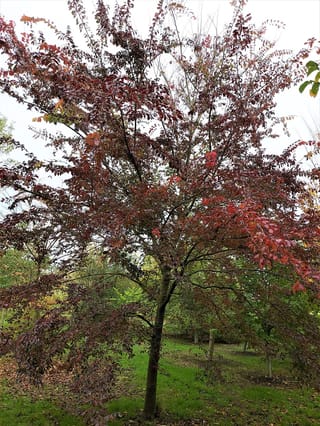 Ulmus 'Frontier' elm tree with a single trunk and spreading branches carrying burgundy and red autumn foliage, standing on grass in a park-like setting.