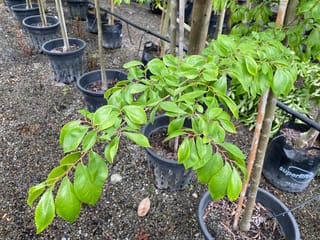Ulmus 'Frontier' (Elm) young staked trees in black pots on gravel, with a leafy branch of bright green serrated leaves in the foreground.