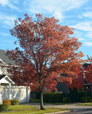 Ulmus 'Frontier' elm, a tall deciduous street tree with red and orange autumn foliage and a slender trunk, beside a driveway and houses.