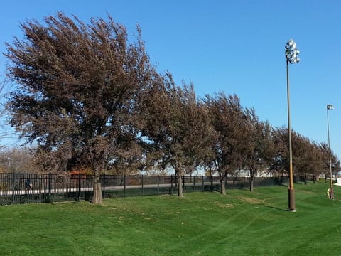 Ulmus 'Frontier'