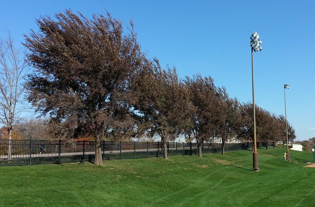 Row of Ulmus 'Frontier' elm trees with russet-brown autumn foliage, leaning in the wind beside a black fence on a grassy slope.
