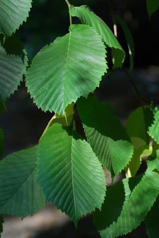 Ulmus glabra 'Camperdownii' (Wych Elm) foliage, showing broad dark green leaves with prominent veins and toothed edges hanging from slender branches.