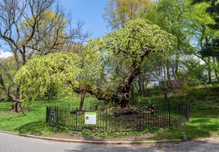 Ulmus glabra 'Camperdownii' (Wych Elm), an old weeping tree with a gnarled, mossy trunk and spring-green foliage, inside a black iron fence in a park.