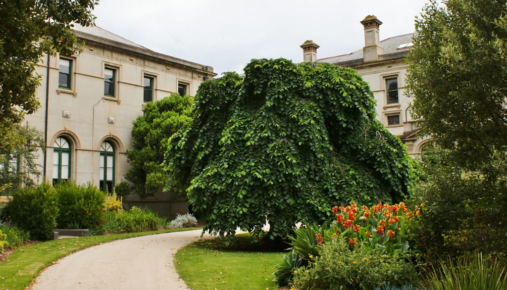 Ulmus glabra 'Camperdownii' (Wych Elm), a weeping tree with a dense dome of dark green cascading foliage, beside a gravel path and a stone building.