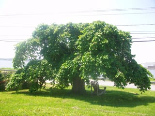 Ulmus glabra 'Camperdownii' (Wych Elm), a mature weeping tree with a dome of green foliage shading a wooden chair on a lawn.
