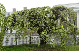 Mature Ulmus glabra 'Camperdownii' (Wych Elm) with a gnarled trunk and a dome of weeping branches covered in fresh spring growth, beside an iron fence.