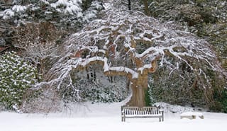 Ulmus glabra 'Camperdownii' (Wych Elm), a bare weeping tree with snow-covered, contorted branches arching over a wooden park bench in winter.