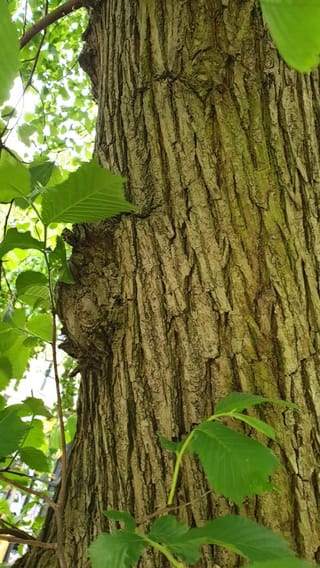Ulmus glabra 'Horizontalis' (Wych Elm) trunk with deeply furrowed grey-brown bark, with fresh green serrated leaves on slender twigs in front.