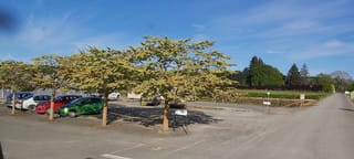 Ulmus glabra 'Horizontalis' (Wych Elm) trees with flat-spreading, yellow-green canopies on short trunks, shading a gravel car park beside a rural road.