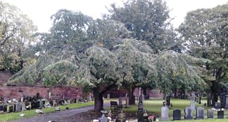 Ulmus glabra 'Horizontalis' (Wych Elm) with wide, drooping horizontal branches and green leaves, growing in a cemetery beside a red sandstone wall and headstones.