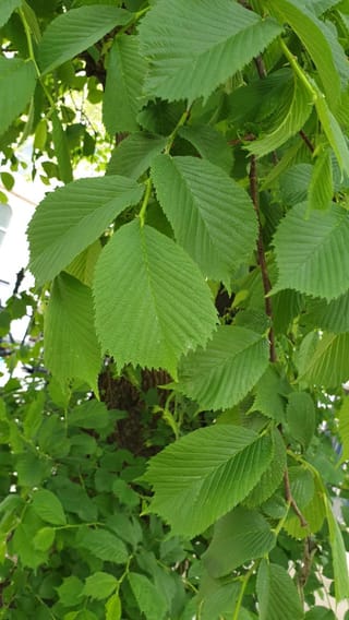 Ulmus glabra 'Horizontalis' (Wych Elm) foliage, showing large, oval, toothed green leaves with prominent veins on slender branches near a dark trunk.