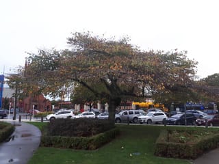 Ulmus glabra 'Horizontalis' (Wych Elm) in autumn, with wide horizontal branches and yellowing foliage, growing on a lawn beside a car park.