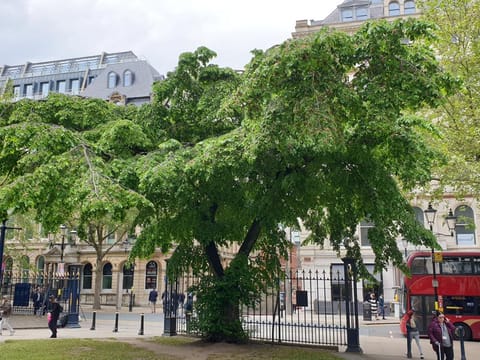 Ulmus glabra 'Horizontalis'