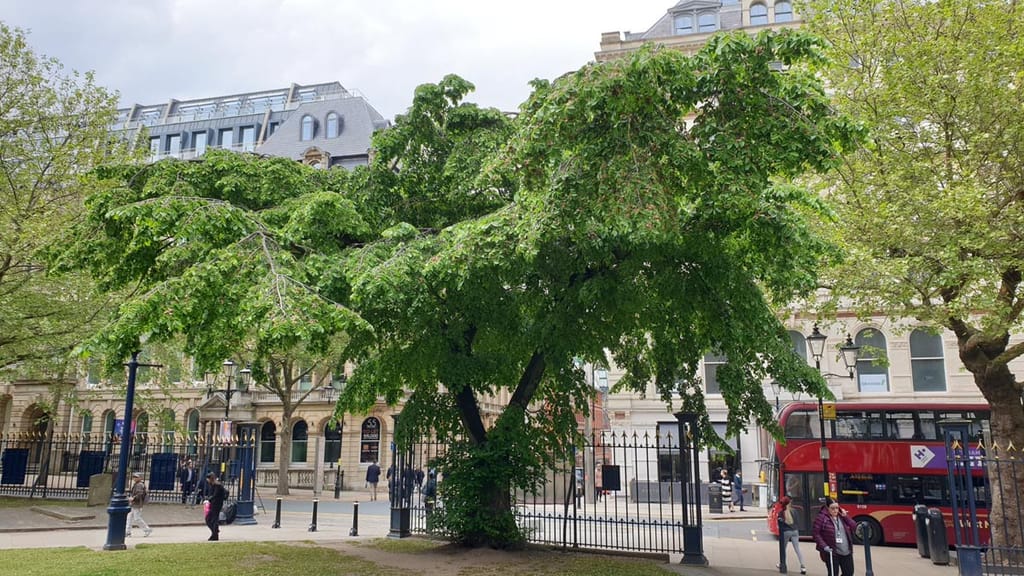 Ulmus glabra 'Horizontalis' (Wych Elm), a mature tree with wide-spreading, layered green branches and a broad canopy, growing beside iron railings in a city square.