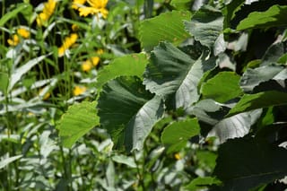 Ulmus glabra 'Pendula' (Wych Elm) foliage, with large, coarse, toothed green leaves in sunlight and yellow flowers blurred behind.