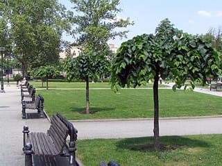 Ulmus glabra 'Pendula' (Wych Elm), young standard trees with dense, umbrella-shaped crowns of dark green leaves, planted on a park lawn beside paths and benches.