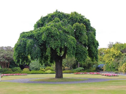 Ulmus glabra 'Pendula'