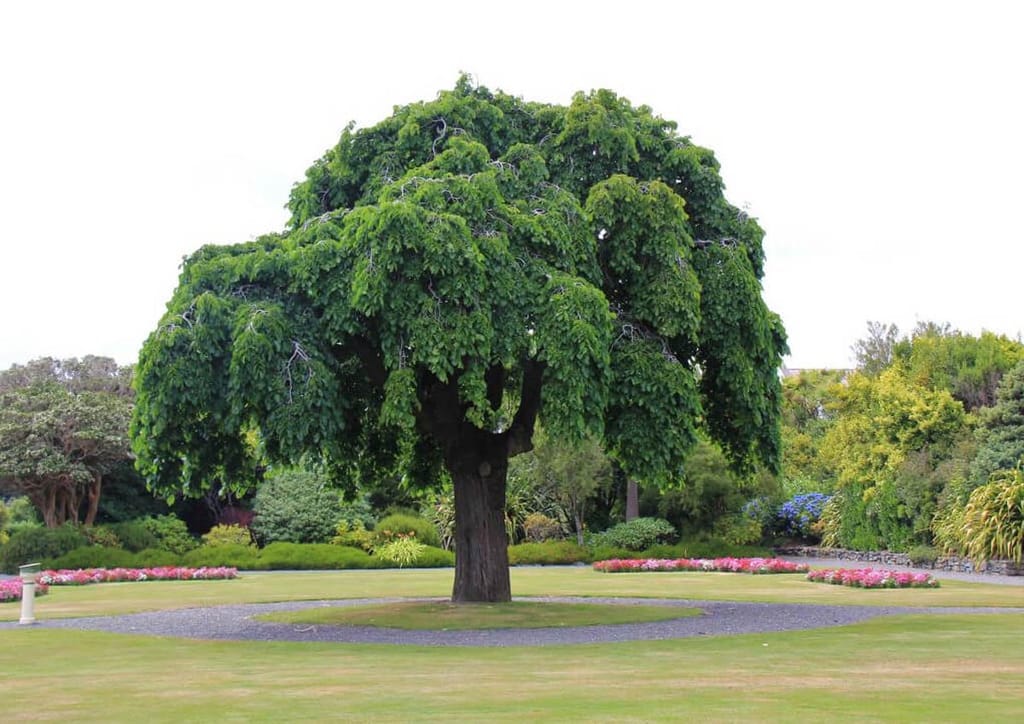 Ulmus glabra 'Pendula' (Wych Elm), a mature weeping tree with a dense umbrella crown of cascading green foliage, on a lawn with gravel ring and flower beds.