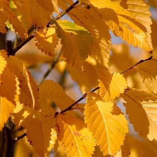 Ulmus 'Lobel' elm branches with sunlit golden-yellow autumn leaves, showing serrated edges and prominent veins on slender dark twigs.