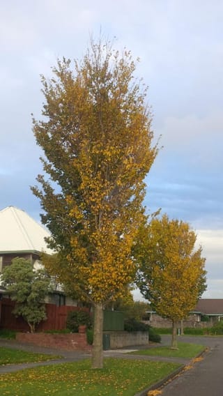 Ulmus 'Lobel' elm with a narrow upright form and yellowing autumn foliage, growing as a street tree on a grass verge beside a suburban road.