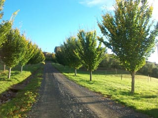 Ulmus 'Lobel' (Elm) trees lining both sides of a gravel driveway, with upright green foliage turning yellow, beside paddock grass under blue sky.