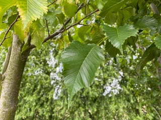 Ulmus 'Lobel' elm with serrated, deeply veined green leaves on slender branches beside a grey-green trunk, with some leaves yellowing.