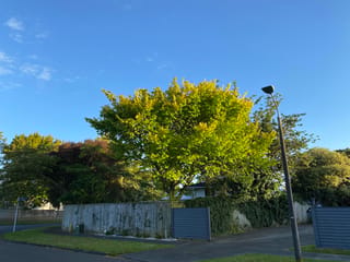 Ulmus 'Louis van Houtte' (Golden Elm) with a rounded canopy of yellow-green foliage, growing beside a timber fence in a suburban street under blue sky.